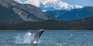 Humpback whale in Alaskan waters