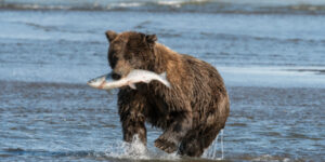 Alaskan Brown Bear with salmon